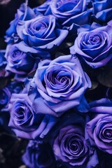 Closeup of purple roses bouquet