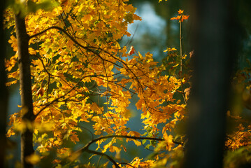 autmun leaves in a rivrside forest near the river enns in lower austria