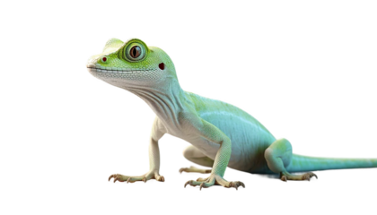 3d Anole PNG Transparent high qulity