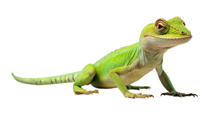 3d Anole PNG Transparent high qulity
