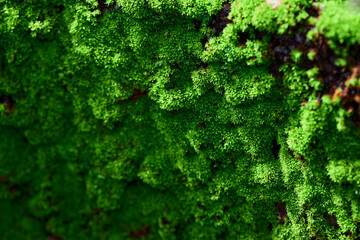 Full frame shot of green moss background - Powered by Adobe