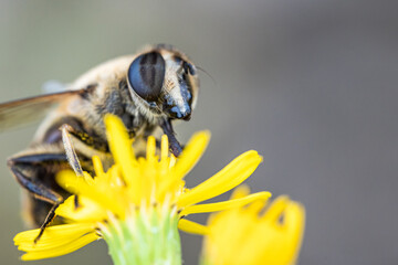 Ein Insekt auf einer gelben Blume.