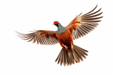 Flying pheasant on white background