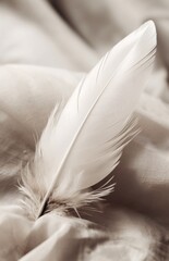 White feather on a drape
