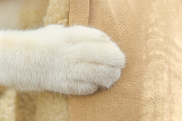 Fototapeta na wymiar Cat paw close up on cat bed. 