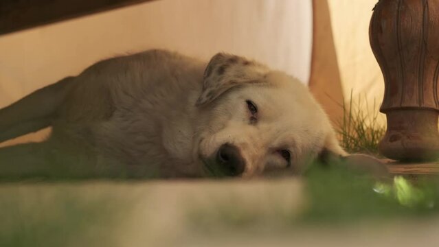 A large dog with beige hair and spotted ears rests on the ground under a wooden table