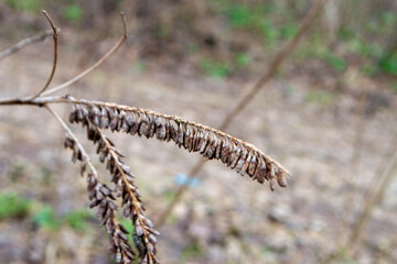 A close up of a plant with the word wild on it