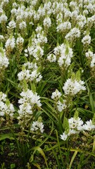 Ornithogalum thyrsoides known as chirstmas lily, Chinkerinchee, Rock lily, Wonder flower