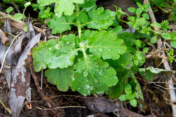 A green plant with water droplets on it and the leaves are wet.
