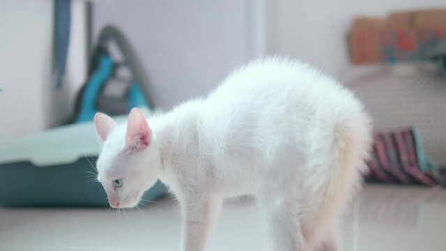 A cute white kitten looks into the cat cage and hisses in fear, hisses and arched back lifting fur up. .Concept of pets. 4k footage.