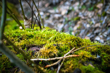 A tree trunk with moss on it and a sky background