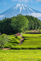 茶畑と富士山