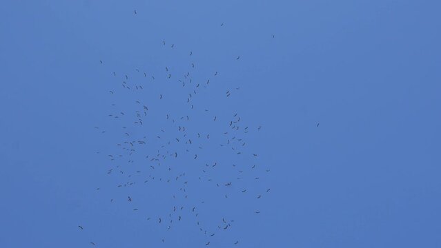 Anastomus oscitans flies in groups in the sky.