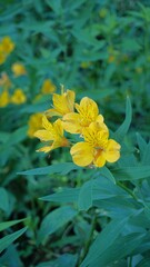 Flowers of Alstroemeria ligtu also known as Saint Martins Lily, Astromelias Flowers.