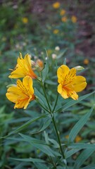 Flowers of Alstroemeria ligtu also known as Saint Martins Lily, Astromelias Flowers.