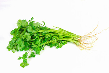 fresh cilantro isolated on white background