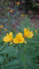 Flowers of Alstroemeria ligtu also known as Saint Martins Lily, Astromelias Flowers.