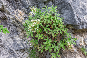 Short-stemmed cinquefoil plant (Potentilla caulescens) - obrazy, fototapety, plakaty