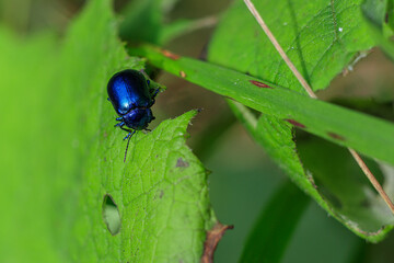 Insect of the beetle family Chrysomelidae
