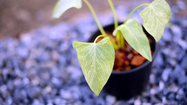 Closeup to homalomena cream frost in pot  