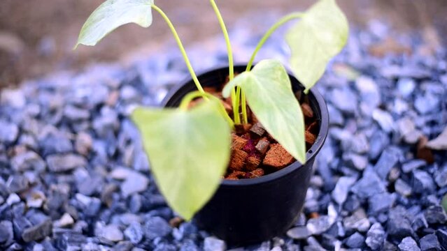 Closeup to homalomena cream frost in pot  