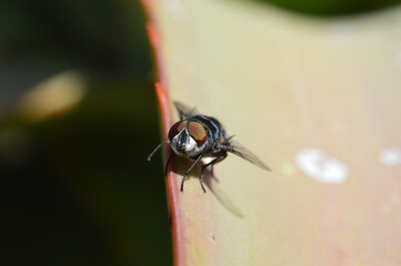 fly on leaf