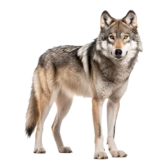 Zelfklevend Fotobehang wolf howling , isolated on white background cutout © Pixel Town