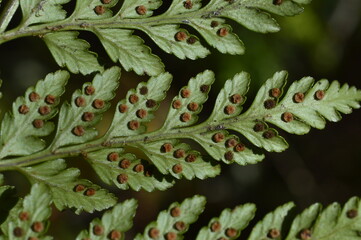 close up of a fern