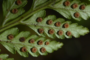 fern seeds closeup