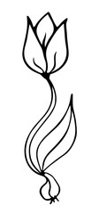 Outline flower tulip. Black hand drawn doodle sketch. Black vector illustration isolated on transparent background. Line art.	