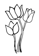 Outline flower tulips. Black hand drawn doodle sketch. Black vector illustration isolated on transparent background. Line art.	
