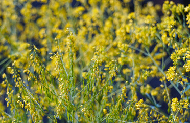 Unripe green apricots on an apricot branch
