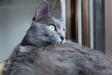 Grey cat is laying on window perch looking out the window.