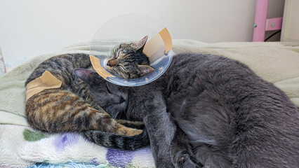 Kitten with protection head (cat recovery collar) after surgery sleeping together with big brother...