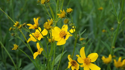 Obraz premium Flores Amarillas