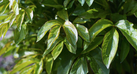 There is a drop of water on a plant leaf