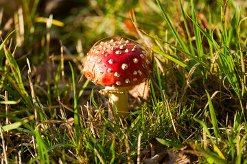 Toadstool means autumn 