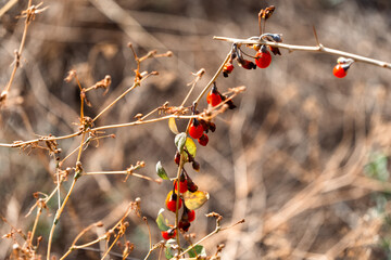 A type of Chinese wolfberry aka boxthorn with red berries that look like tiny lamps (unfortunately...