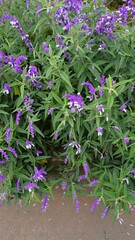 loseup of beautiful flowers of Salvia leucantha