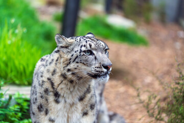 Snow Leopard, a portrait of elegance