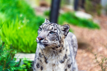 Snow Leopard, a portrait of elegance