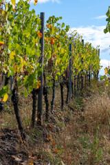 Fototapeta na wymiar Pieds de vignes d'Alsace en automne