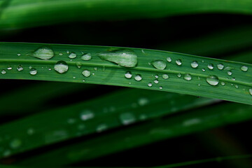 Close-up of water drops on a green leaf