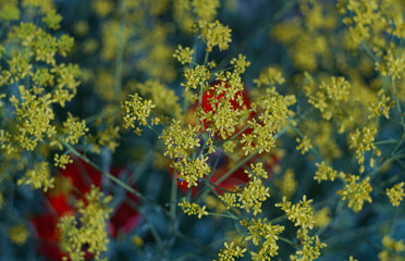 Yellow red flowers on bokeh background
