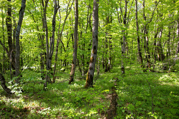 Beautiful green spring forest.