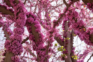 Beautifully blooming European Crimson. Baku. Azerbaijan.