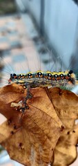 caterpillar on a leaf