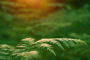 Beautiful ferns leave green foliage. Close-up of a beautiful growing fern in the forest. Natural floral fern background in the woods