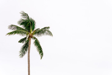 Fototapeta na wymiar Summer tropical exotic coconut palm tree against white sky. 
