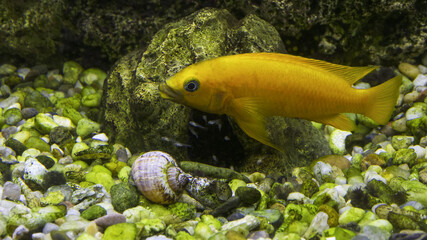 Neolamprologus leleupi (lemon cichlid) is a species of cichlid endemic to Lake Tanganyika  and in the photo, the female guards her cubs.